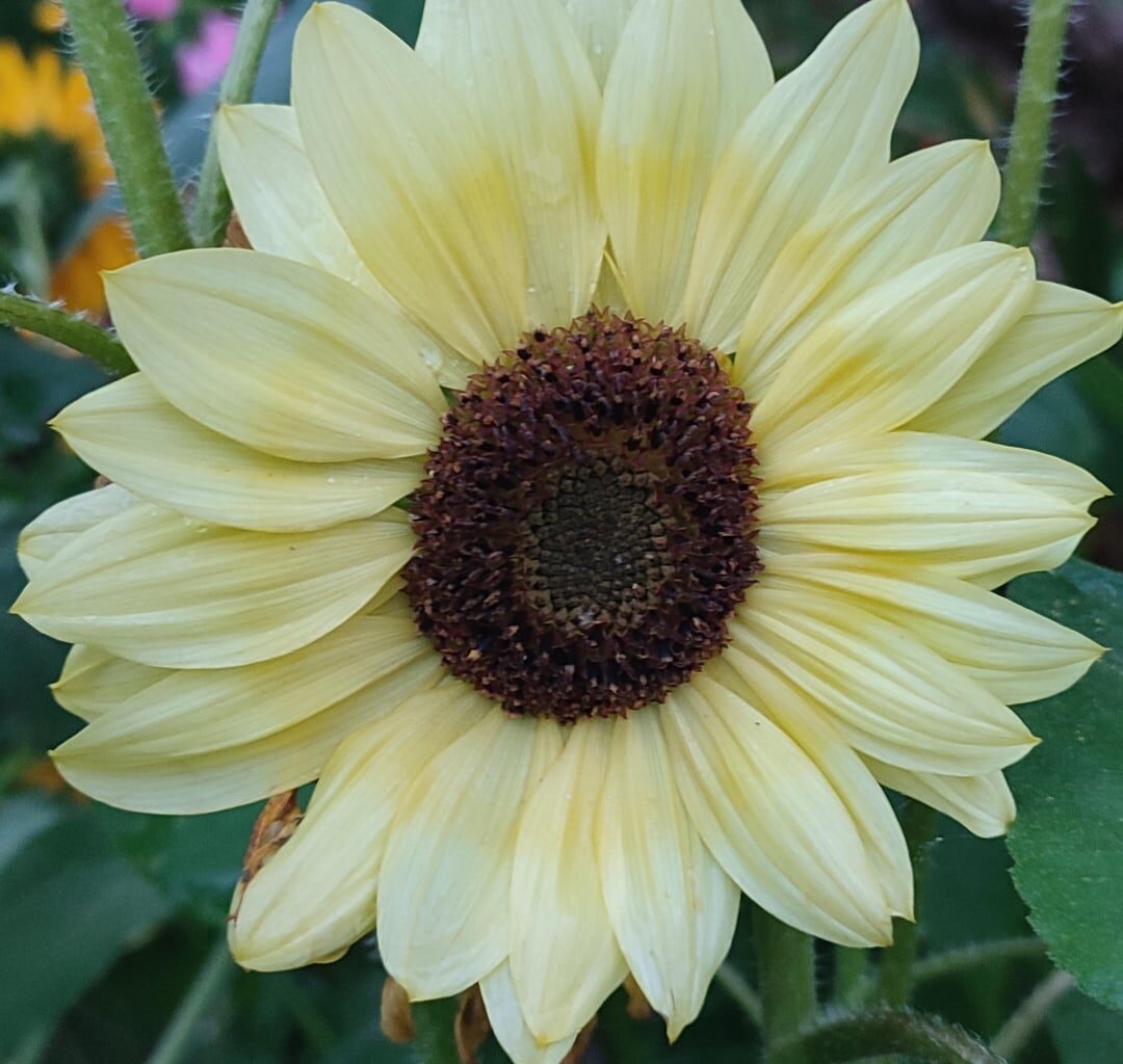 Eigene Sonnenblumenzüchtung?