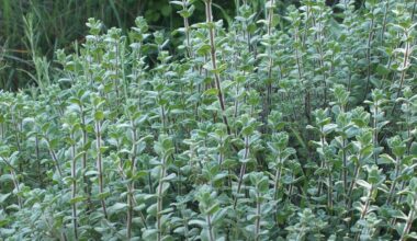 Suche echten syrischen Oregano für Za'atar