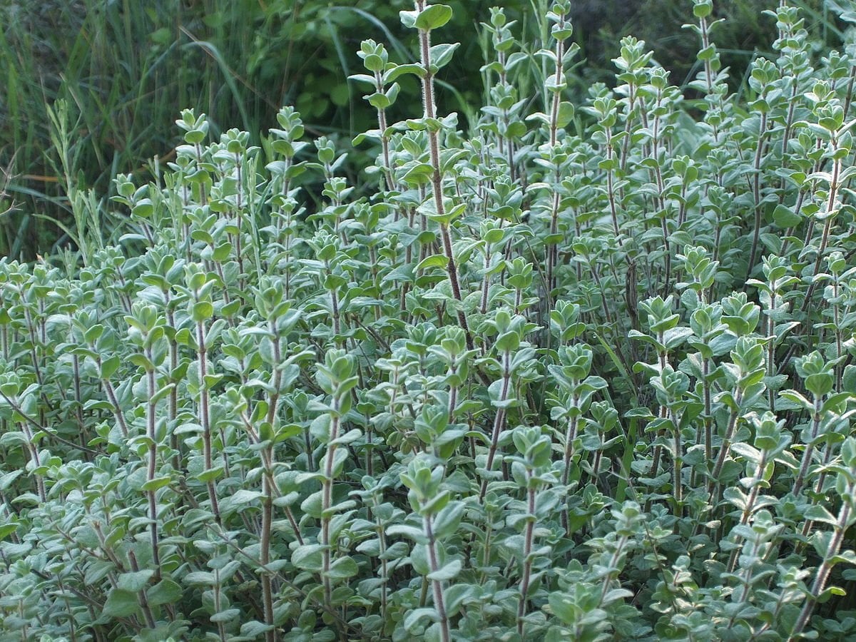 Suche echten syrischen Oregano für Za'atar