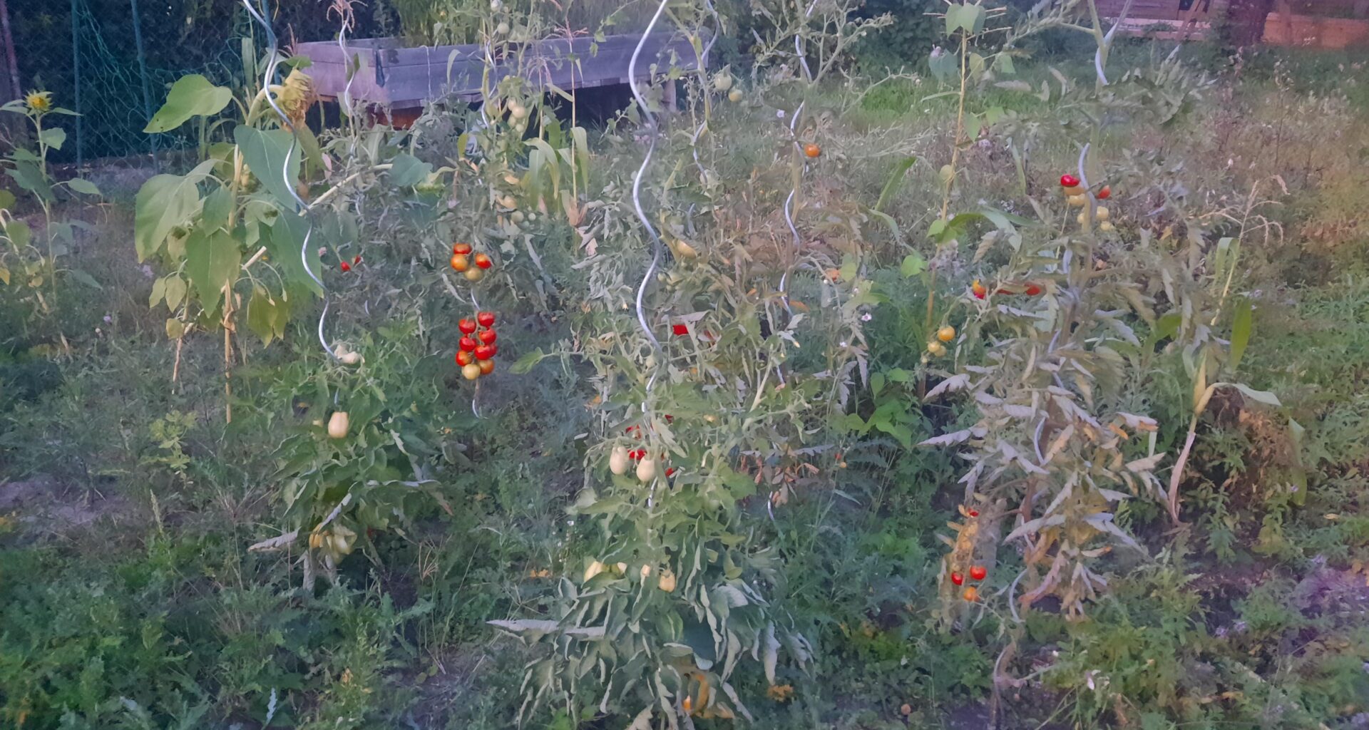 Update zum späten Anbauen meiner Tomatenpflanzen.