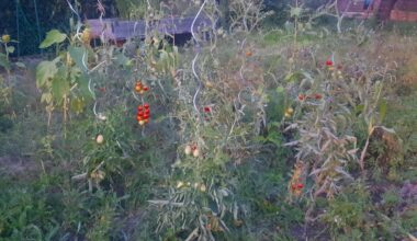 Update zum späten Anbauen meiner Tomatenpflanzen.