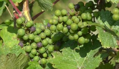 Comment les vignobles belges s'adaptent-ils au changement climatique ?