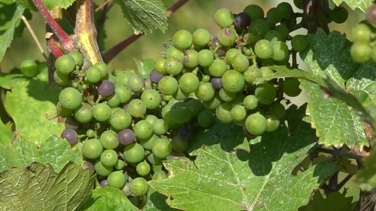 Comment les vignobles belges s'adaptent-ils au changement climatique ?