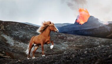 Icelandic horse near the volcanic eruption in the Reykjanes peninsula in Iceland. Photographer/G­gja D. Einarsdttir