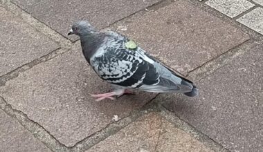 This pigeon has a slice of cucumber stuck on its back.