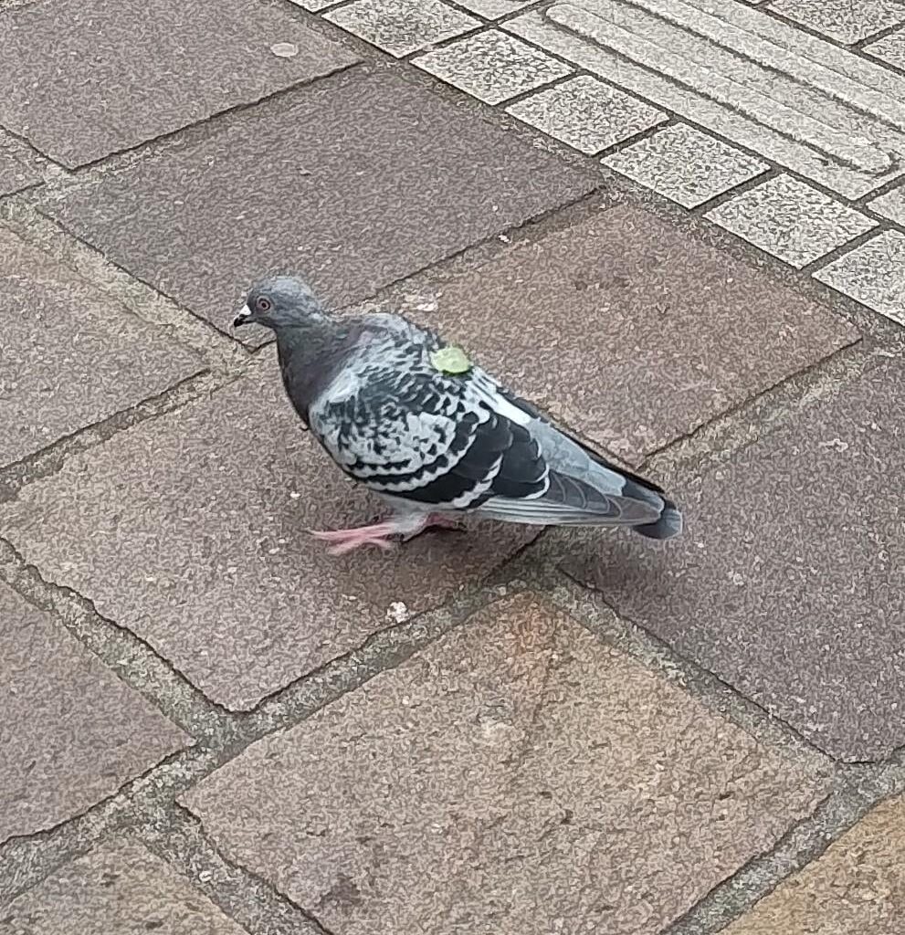 This pigeon has a slice of cucumber stuck on its back.