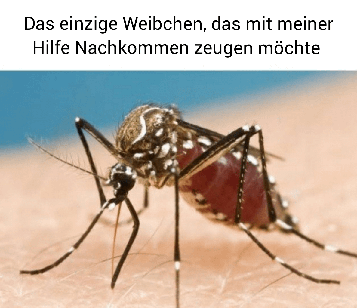 ich_iel