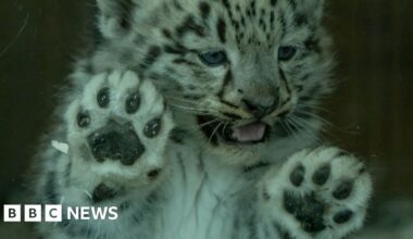 Wales' newest baby snow leopard thriving