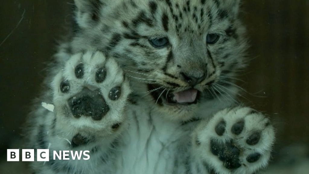 Wales' newest baby snow leopard thriving