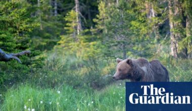 Swedish hunters kill more than 150 brown bears in first days of annual cull