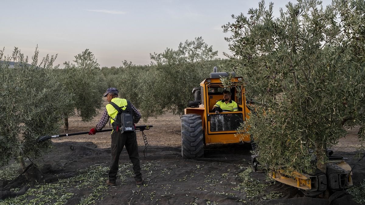 Espagne : le prix de l'huile d'olive est en hausse