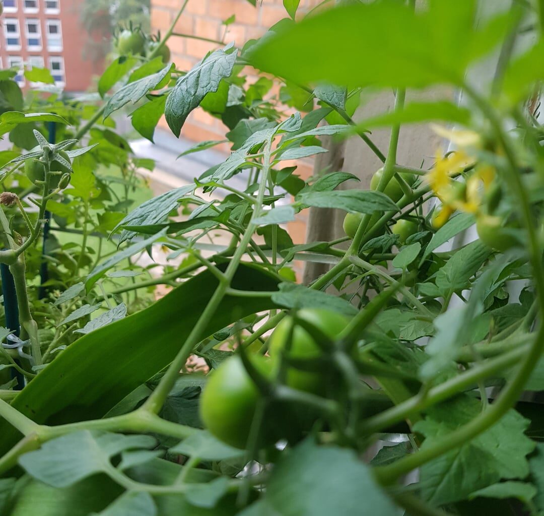 Bitte Hilfe! Werden meine Fensterbank Tomaten noch Rot? Die Temperaturen sind gefallen in Deutschland. Was kann ich tun?