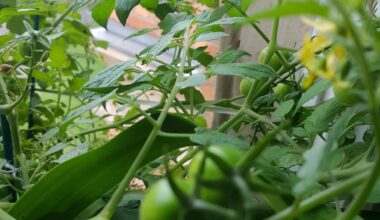 Bitte Hilfe! Werden meine Fensterbank Tomaten noch Rot? Die Temperaturen sind gefallen in Deutschland. Was kann ich tun?