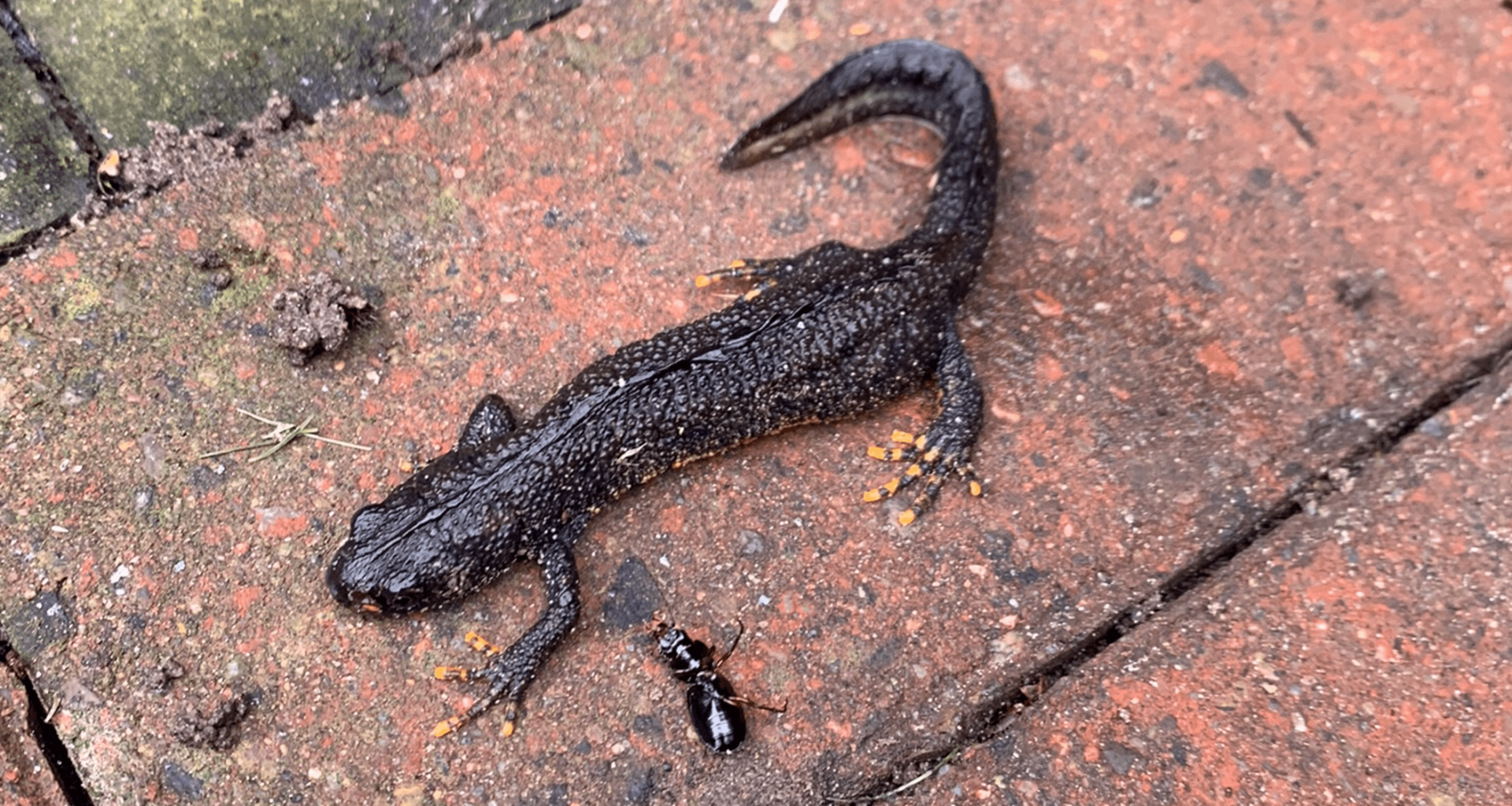 Found this guy hiding under the recycle bin (Northumberland), what is he?