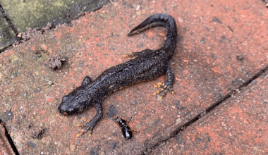 Found this guy hiding under the recycle bin (Northumberland), what is he?