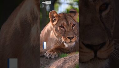 Ukrainian lioness who survived war brought to UK