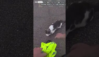 US Police officer rescues injured kitten