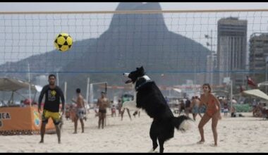 No Comment. Floki, un border collie, star du footvolley