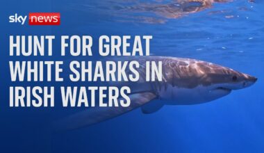 Are great white sharks appearing in Irish waters?