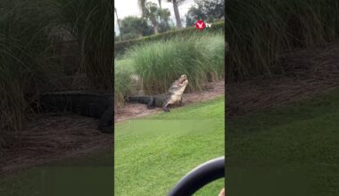 Moment 10ft alligator swallows rabbit whole in front of horrified golfers