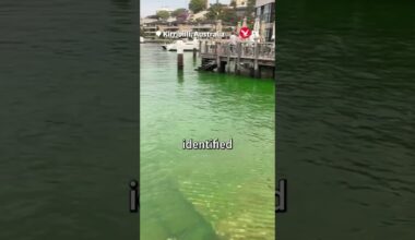 Sydney Harbour water bright green after dye leak 🧪 #news #shorts