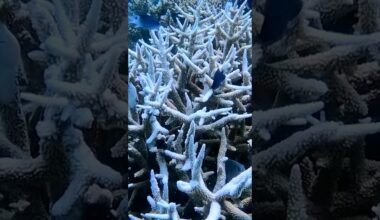 Worst ever coral bleaching in Great Barrier Reef