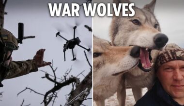 Putin deploys WOLVES on Ukraine front line as beasts howl at sound of kamikaze drones