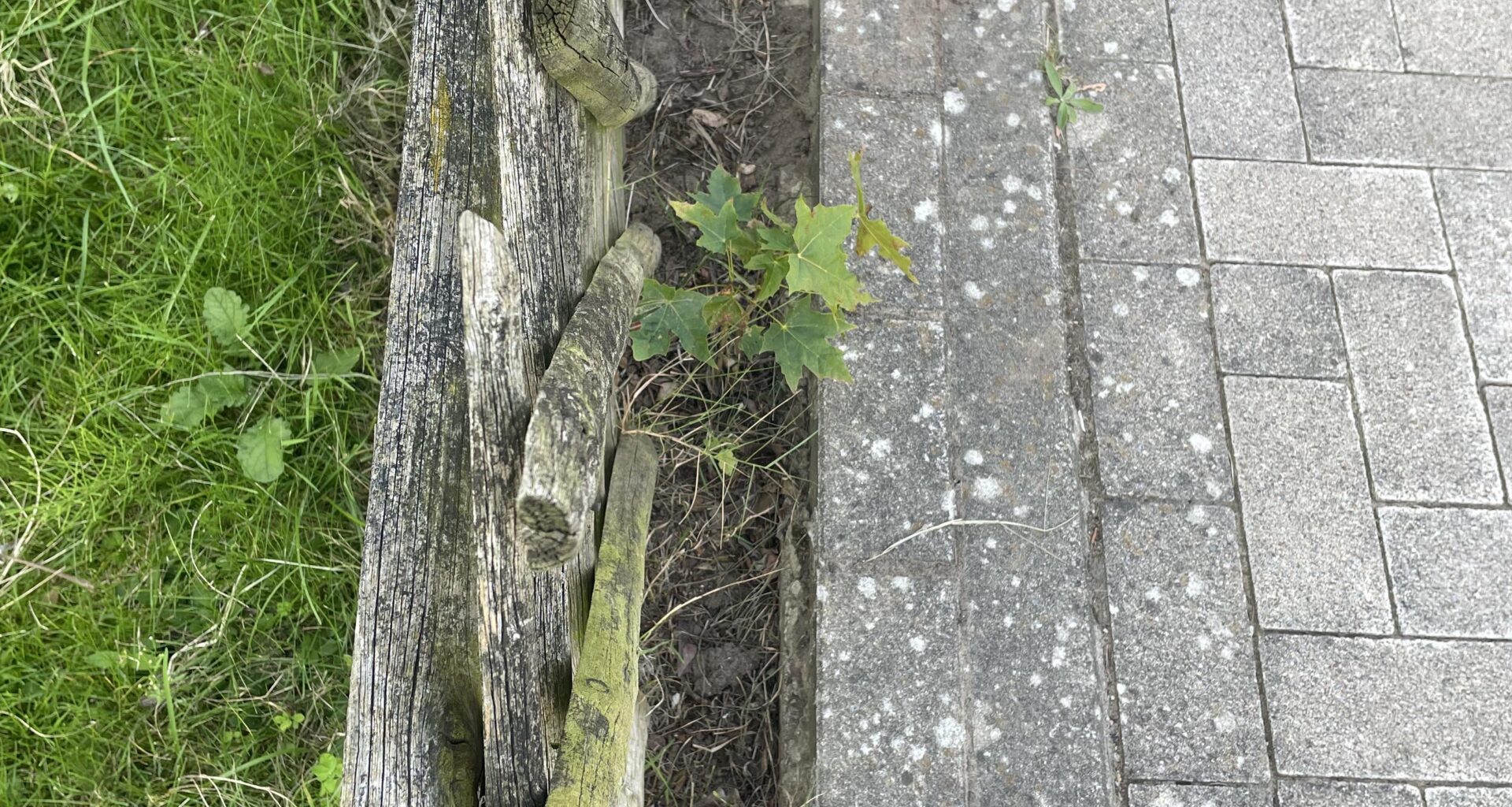 Was könnte hier wachsen und Gras / Beikraut fernhalten?