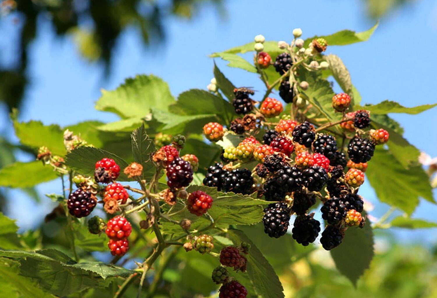 Wilden Brombeerstrauch entfernen?