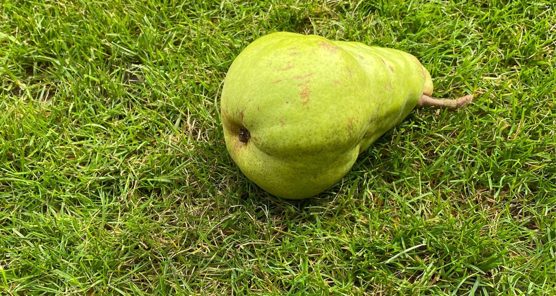 Look how many pears I got off my pear tree this year!