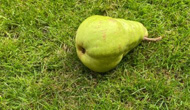 Look how many pears I got off my pear tree this year!