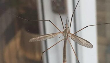 Anyone else been invaded by these fuckers? Just found six trying to pick-lock my front door.