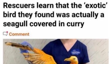 I wonder how it got covered in curry