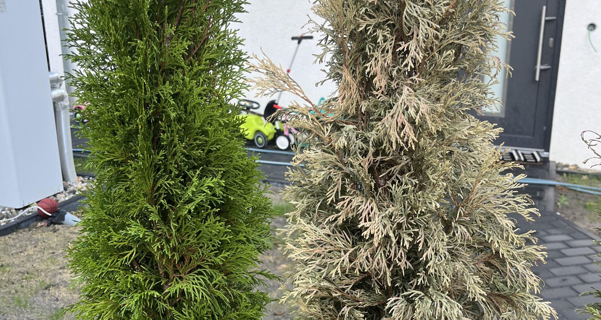 Ist die Thuja rechts noch zu retten?