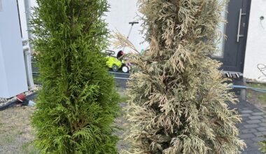 Ist die Thuja rechts noch zu retten?