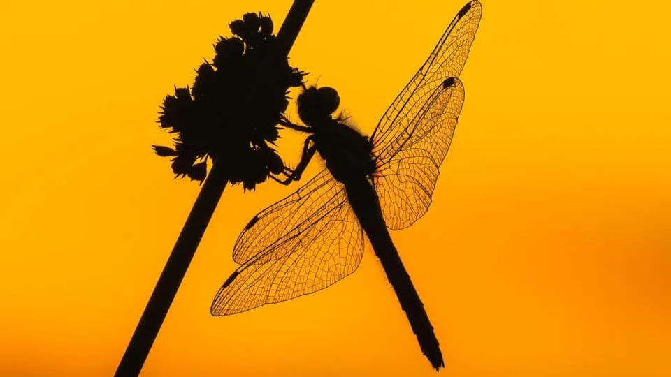 Rare dragonfly and bird photos in awards final