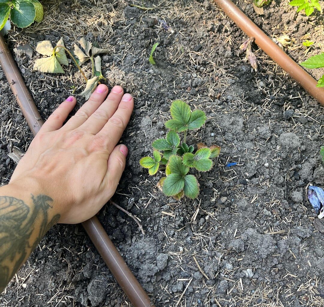 Warum werden meine Erdbeeren nicht groß?