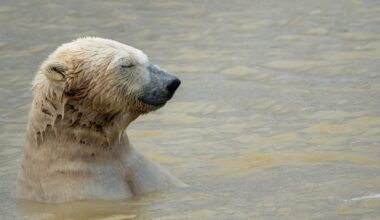 Some shots from Peak Wildlife Park. Apologies for the last photo.