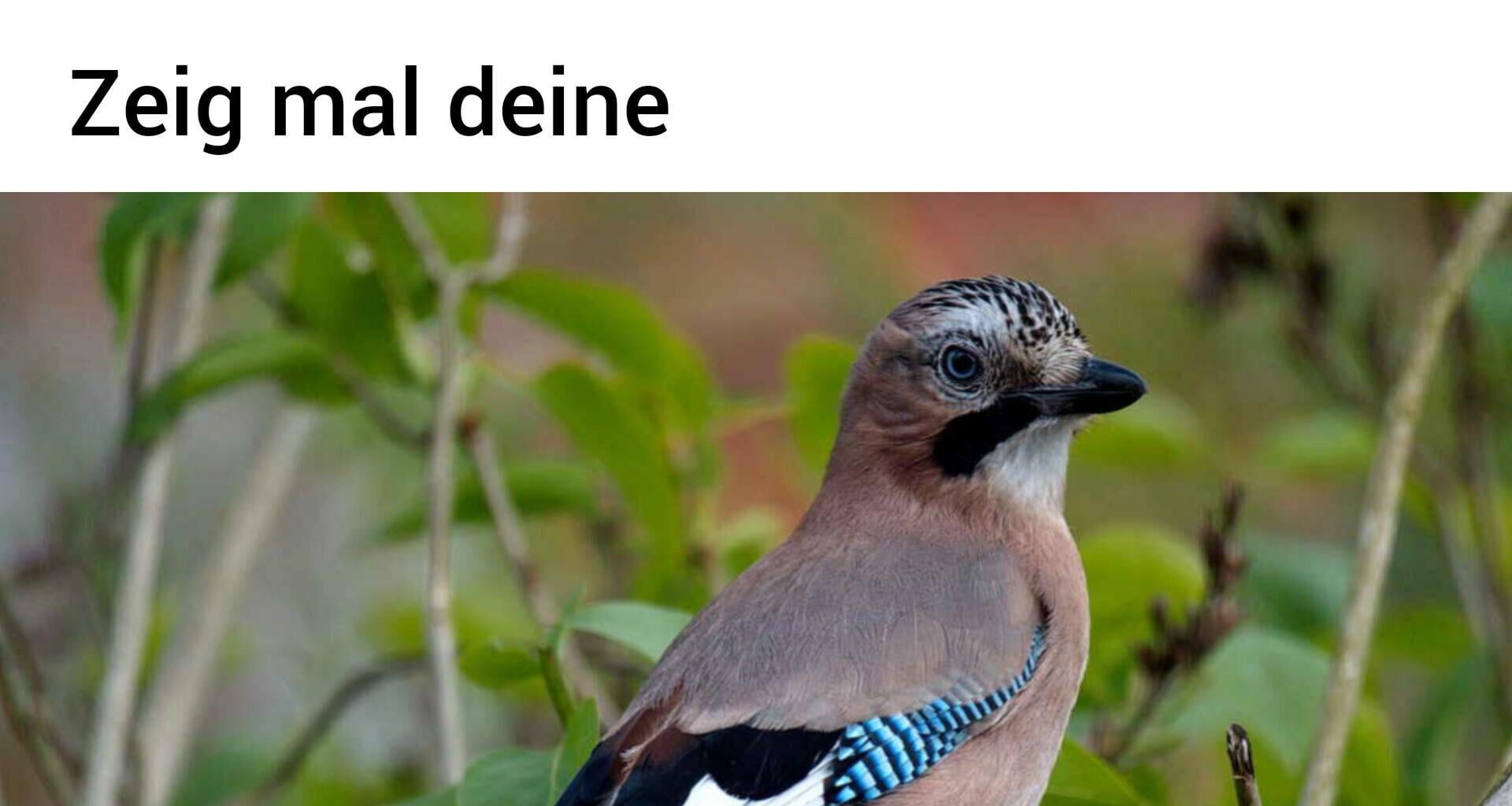 ich🐦iel