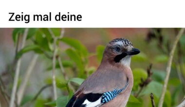 ich🐦iel