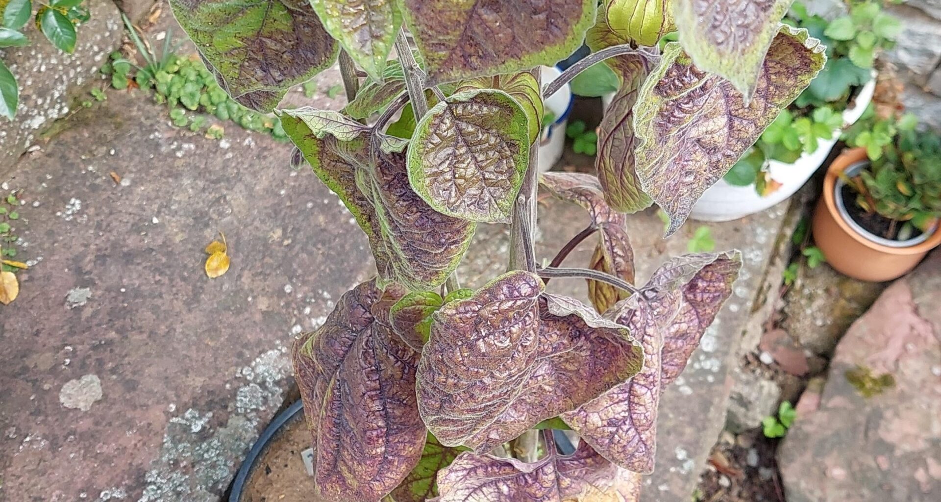 Physalis besser rein Stellen ins warme zum Nachreifen der Früchte, oder draußen stehen lassen?