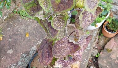 Physalis besser rein Stellen ins warme zum Nachreifen der Früchte, oder draußen stehen lassen?