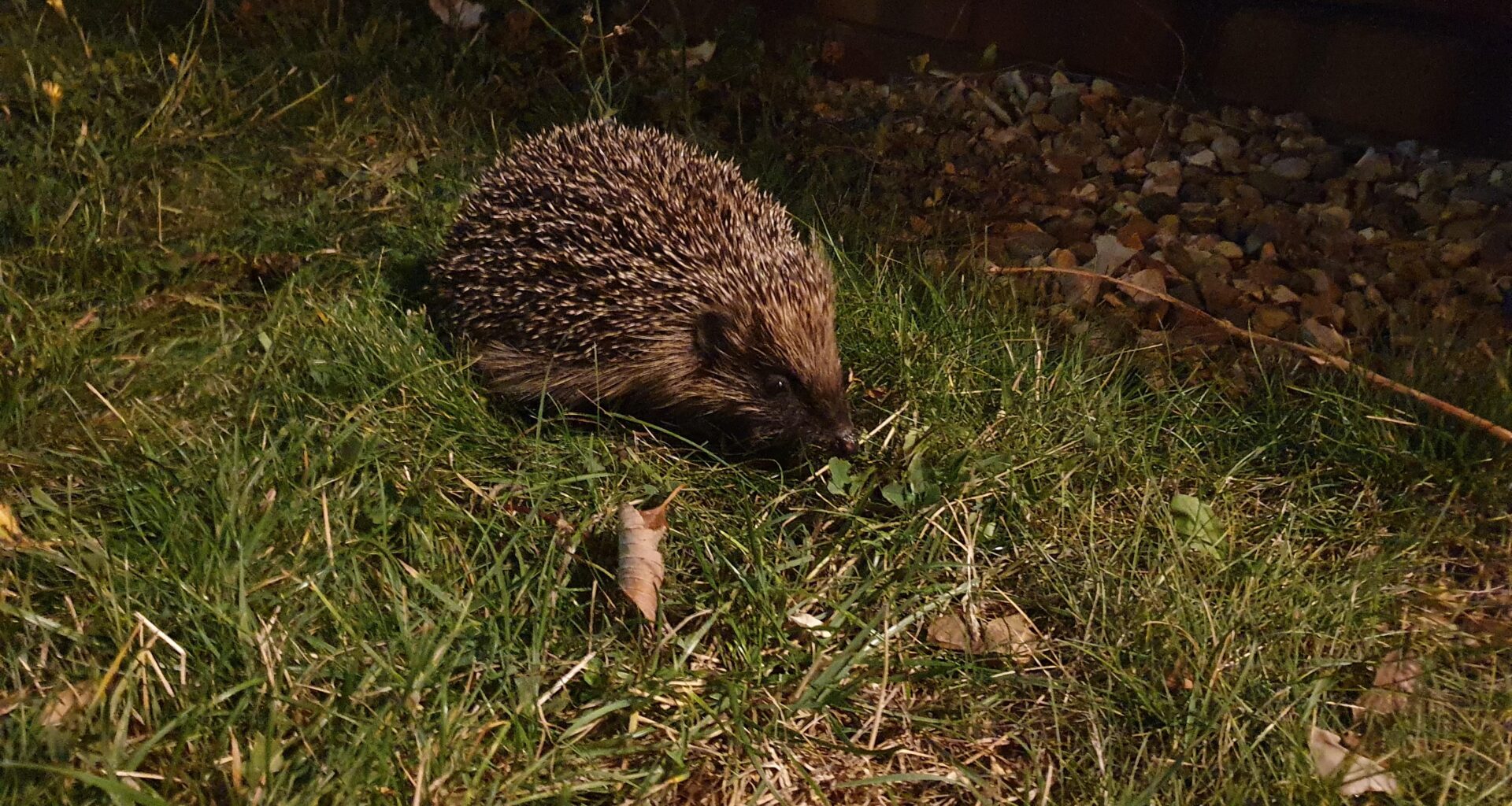 Age 32, saw my first hedgehog