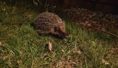 Age 32, saw my first hedgehog