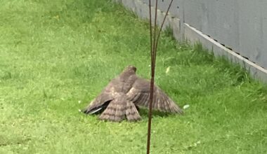 What type of bird or prey is this ?