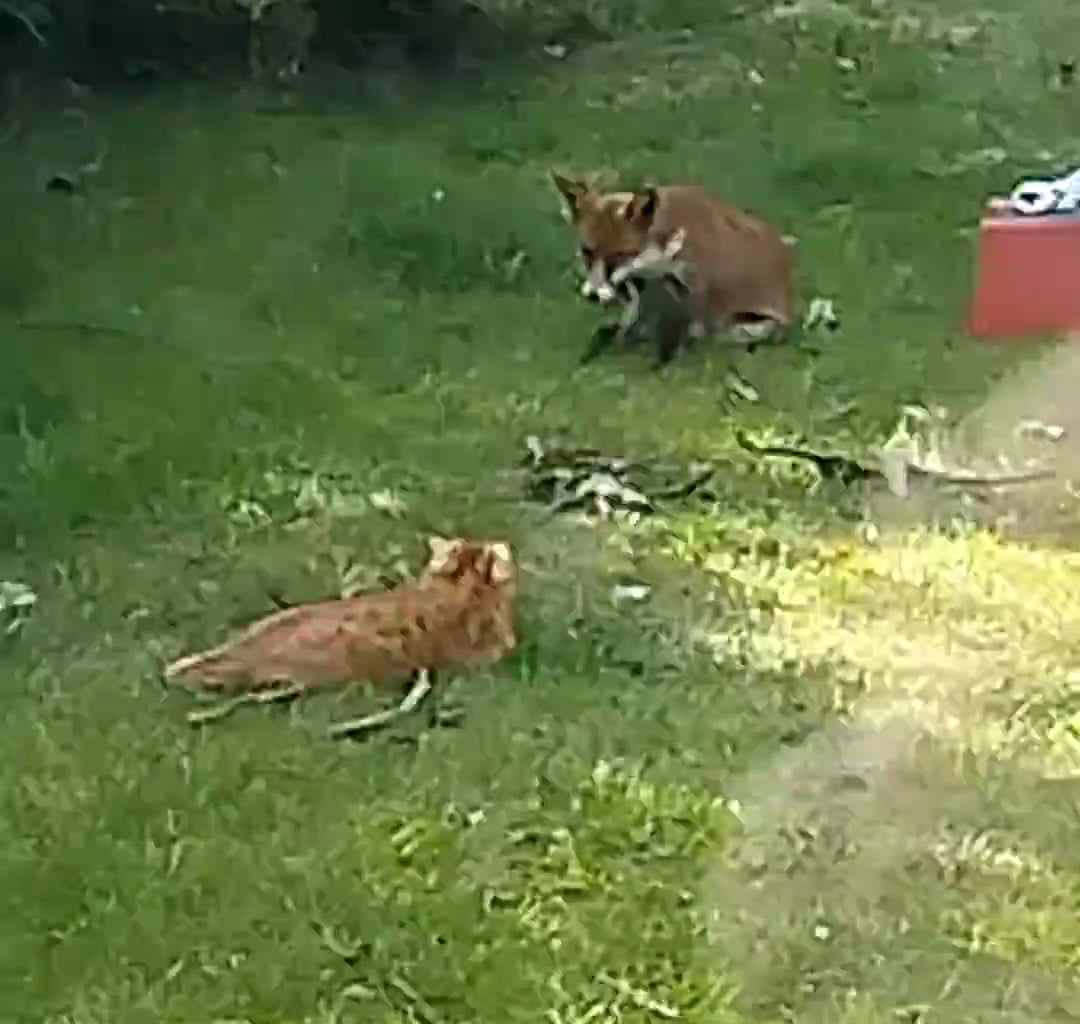 My cat made friends with a fox???????