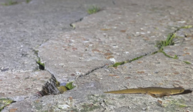 Aww…just spotted this little guy outside my house 🦎 💕