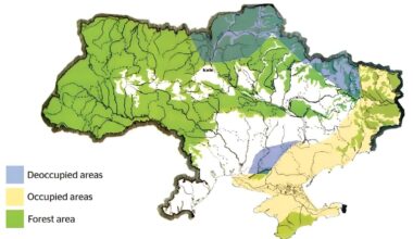 Ukraine’s Forests Under Siege: The Hidden Toll of War 🌍