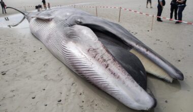 En marge du procès Paul Watson, le Japon tue pour la première fois en 50 ans un rorqual commun