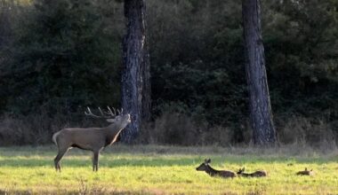 Un "moment privilégié" : récit d'un soir féérique de brame du cerf à Chambord